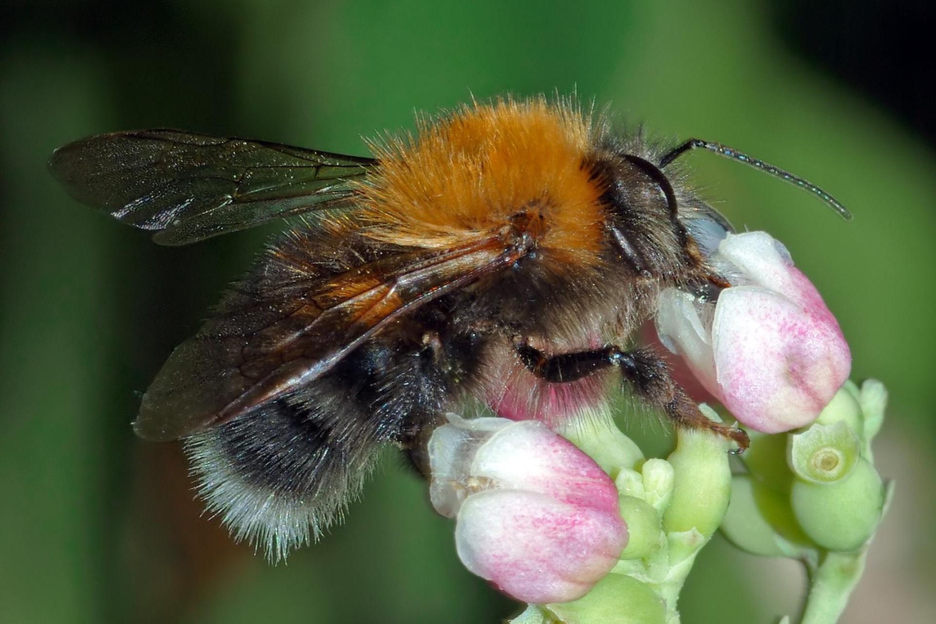Trzmiel się nie czai, nie skrada gdzieś z cicha. Trzmiela z daleka widać i słychać