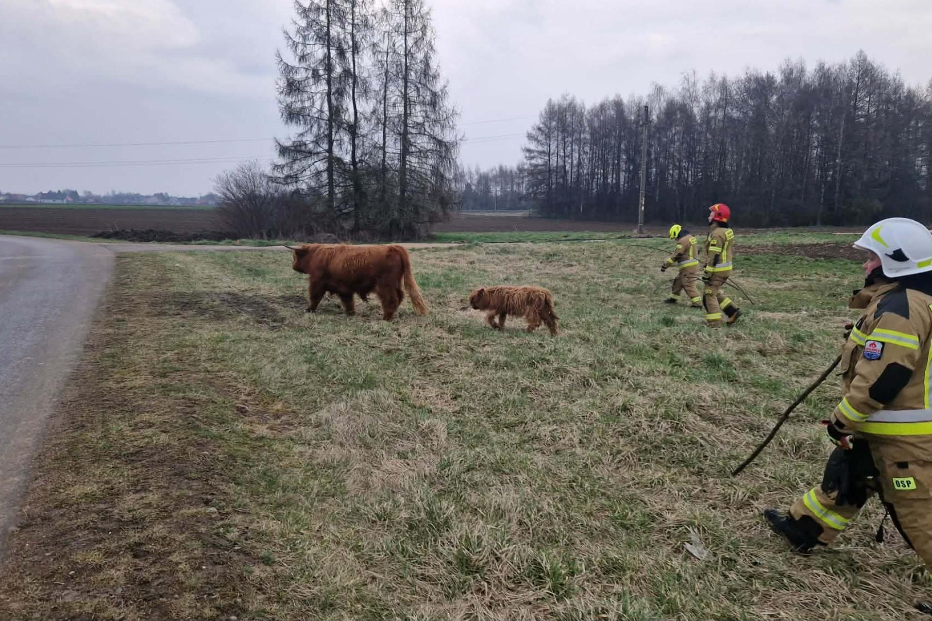 Nietypowa interwencja pod Tarnowem. Strażacy zaganiali uciekające byki