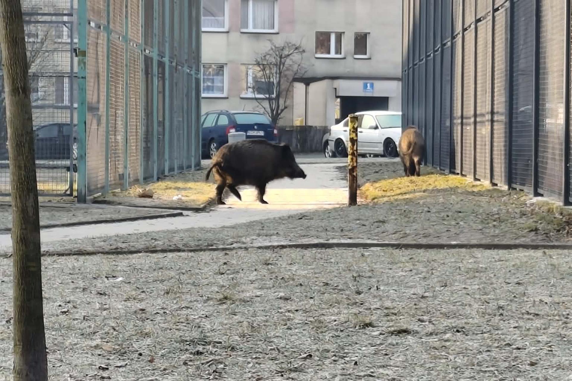 Odstrzał dzików w powiecie chrzanowskim? Radni podejmą decyzję