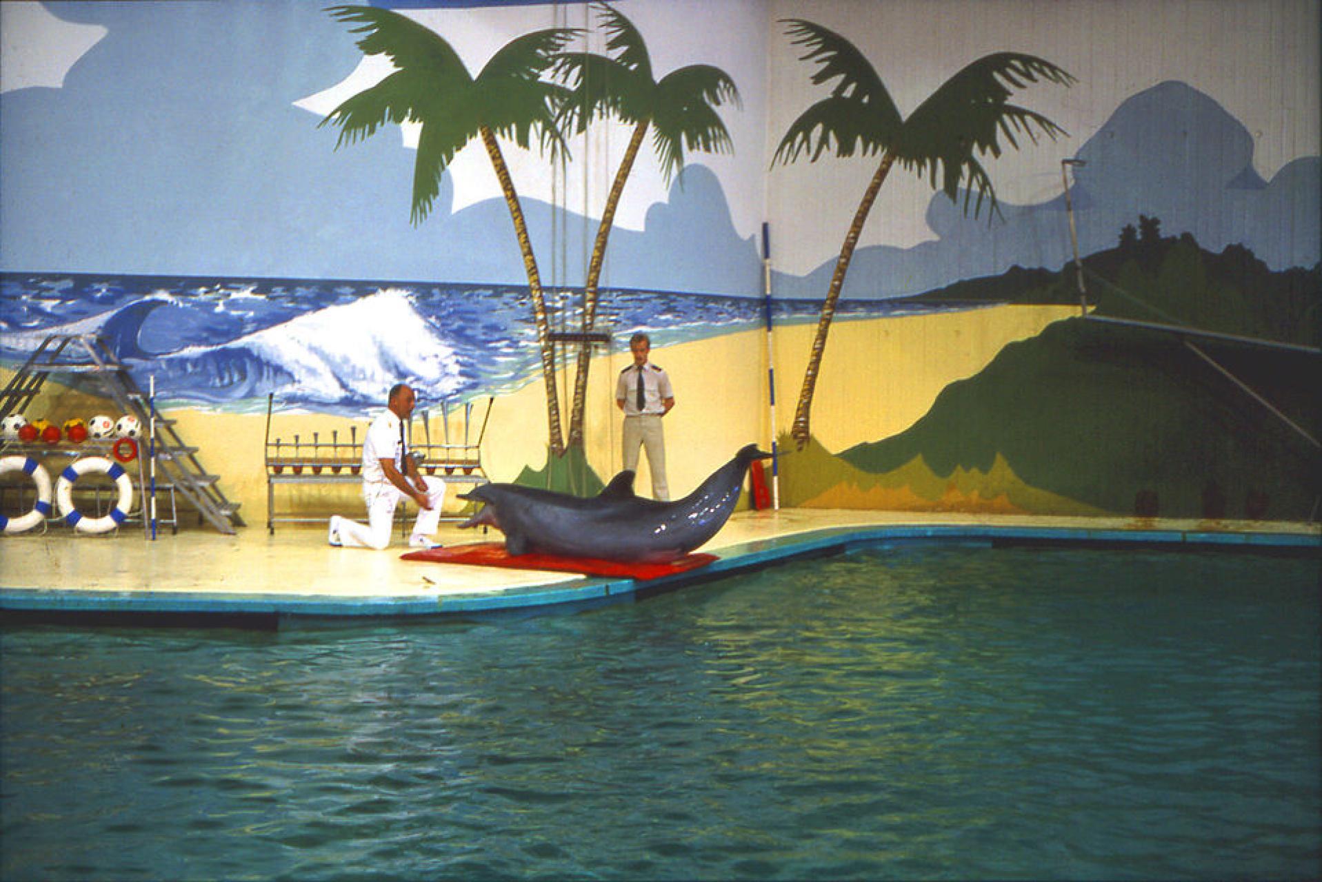 Wycieczka do delfinarium - i co w tym złego?