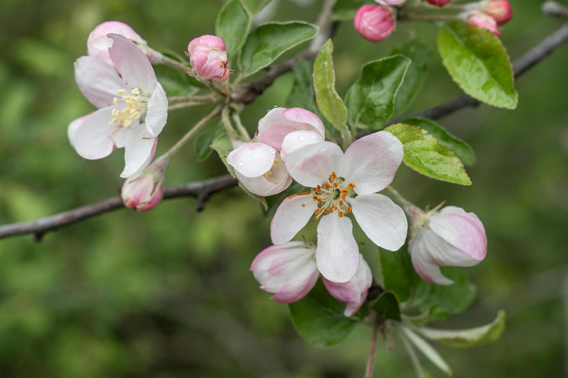 Sadownicy z niepokojem patrzą na prognozy. Możliwe silne przymrozki