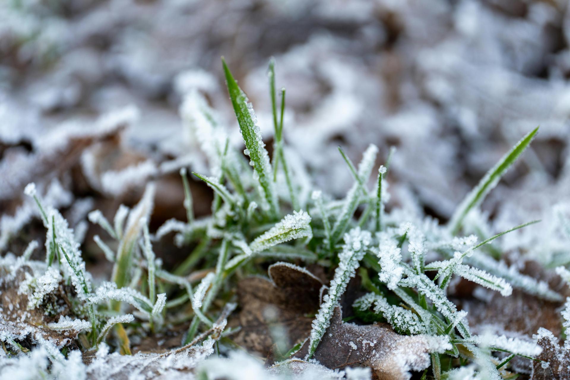 IMGW wydał ostrzeżenie I stopnia przed przymrozkami dla całego kraju