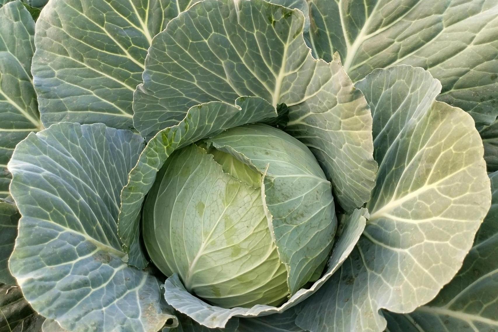 Czy kapusta z Charsznicy może promować krakowskie lotnisko? A czemu nie?