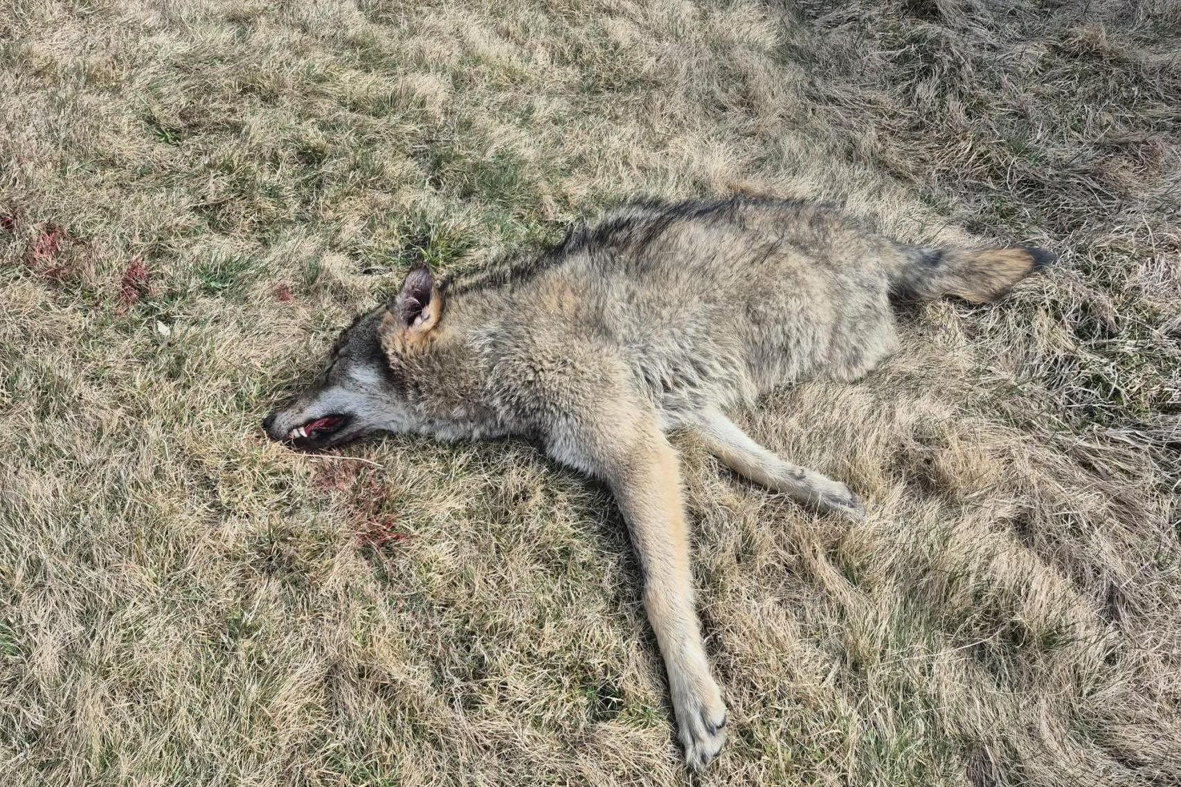 Wilk potrącony na Podhalu. Leśnicy apelują do kierowców