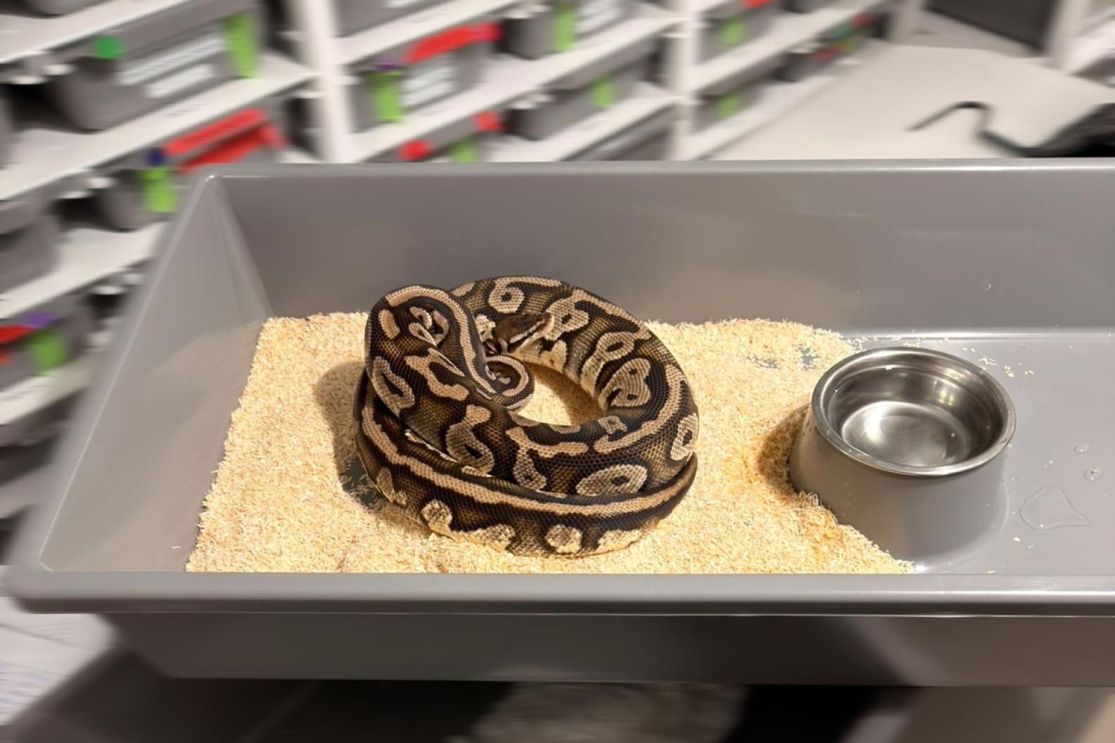 148 pytonów zabezpieczonych w Krakowie. Policja sprawdza legalność hodowli