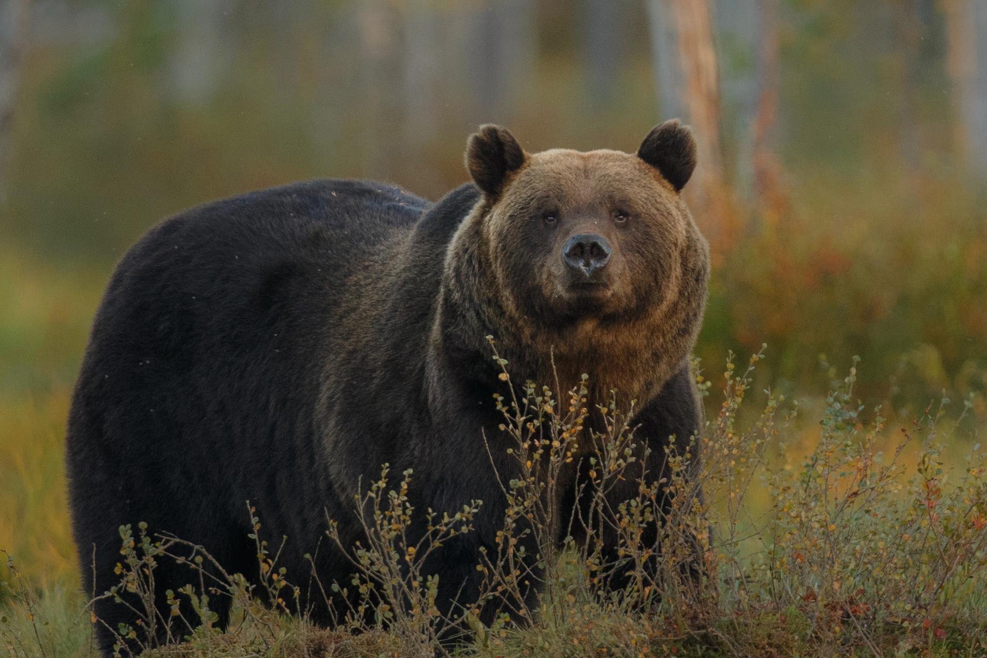 Badania niedźwiedzi w Tatrach. Niepokojące sygnały o kłusownictwie