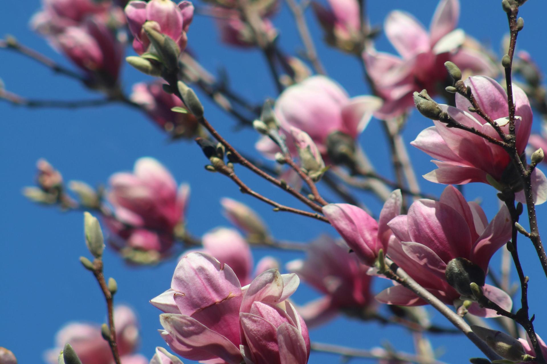 Wiosenne ocieplenie w Małopolsce. choćby 17°C w Krakowie, chłodniej tylko w górach
