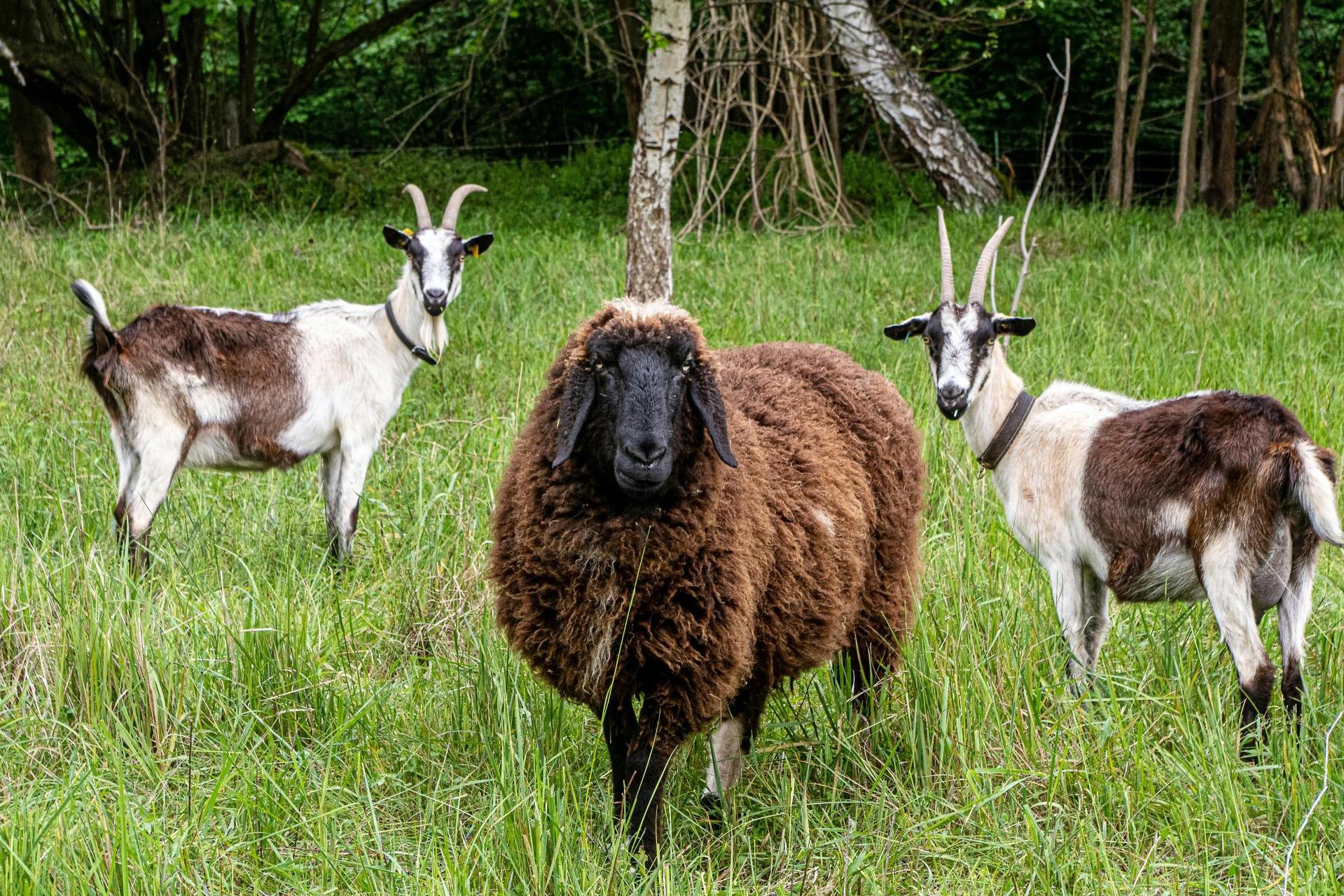 Kraków stawia na kozy, owce, a choćby osły