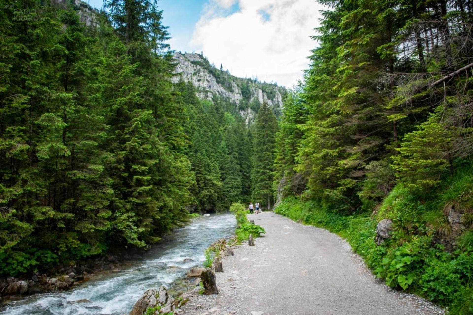 Ostatni śmiertelny atak niedźwiedzia w Tatrach miał miejsce 99 lat temu