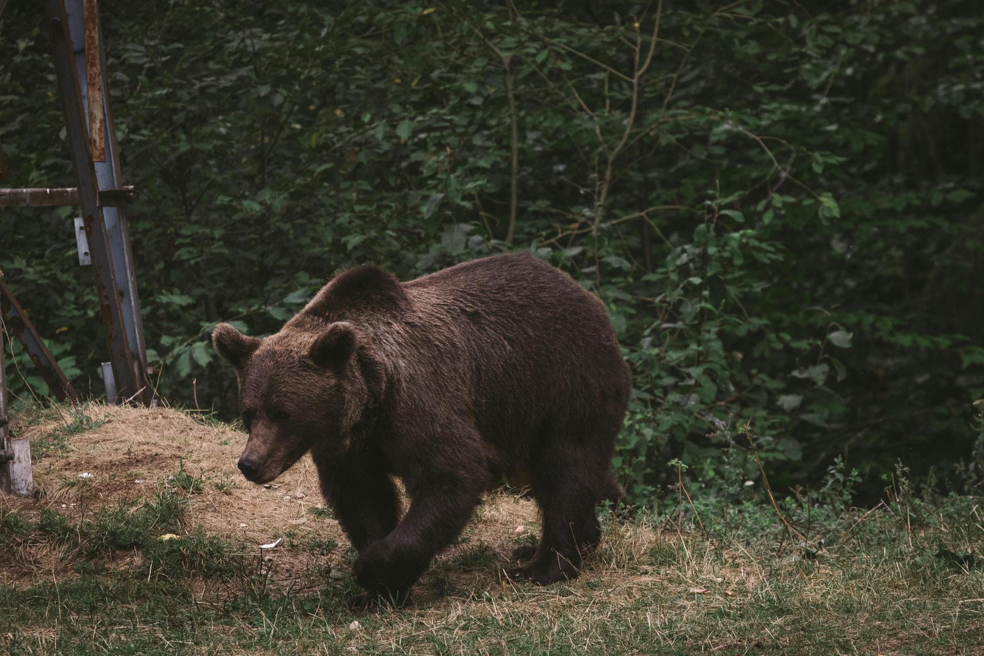 Niedźwiedź zaatakował w Bieszczadach. Behawiorysta wyjaśnia możliwe przyczyny