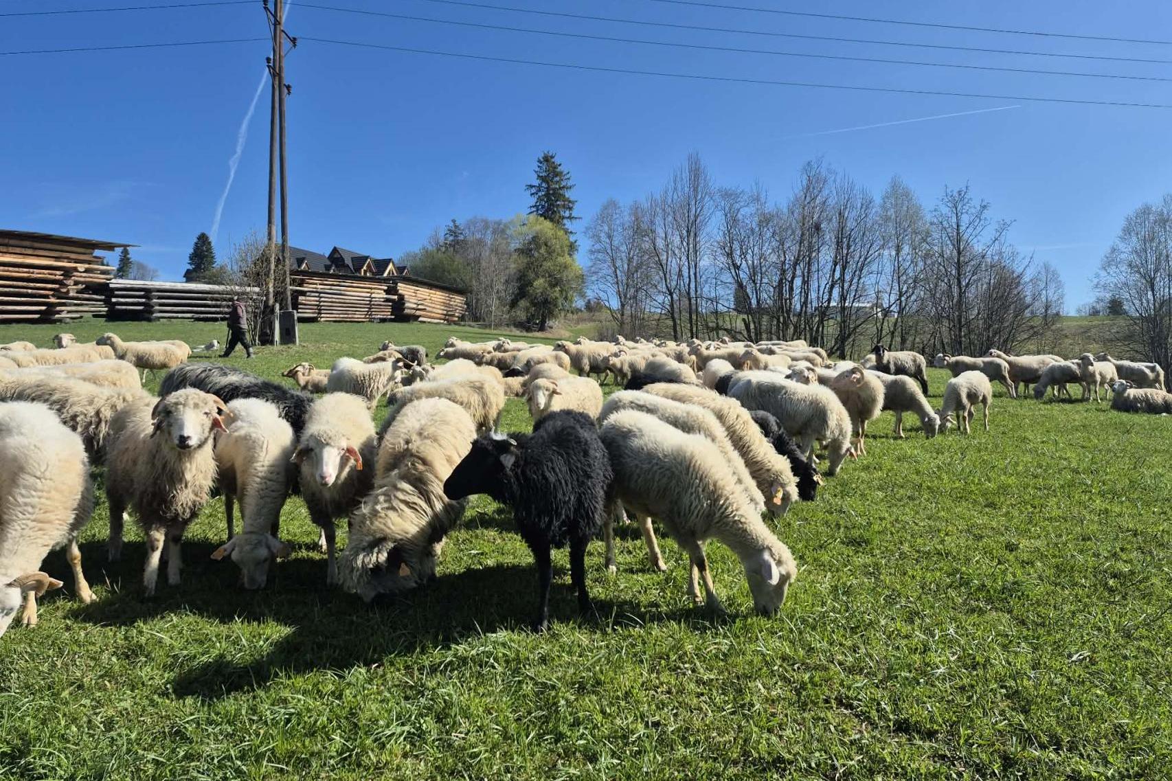 Niecodzienny widok w Zakopanem. Setki owiec pojawią się na Krupówkach