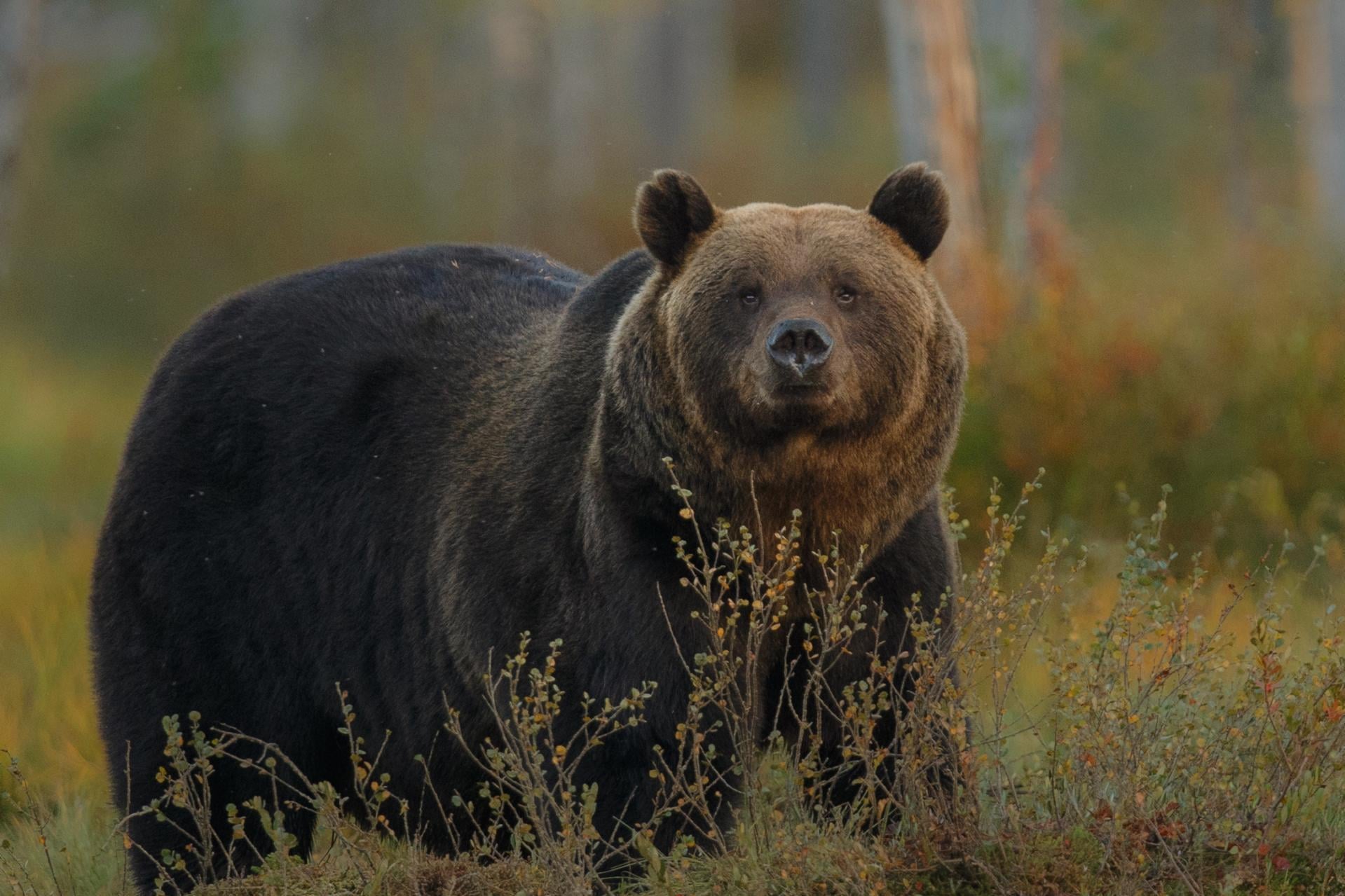 W Tatrach jest więcej niedźwiedzi niż w poprzednich latach, co najmniej 64 osobniki