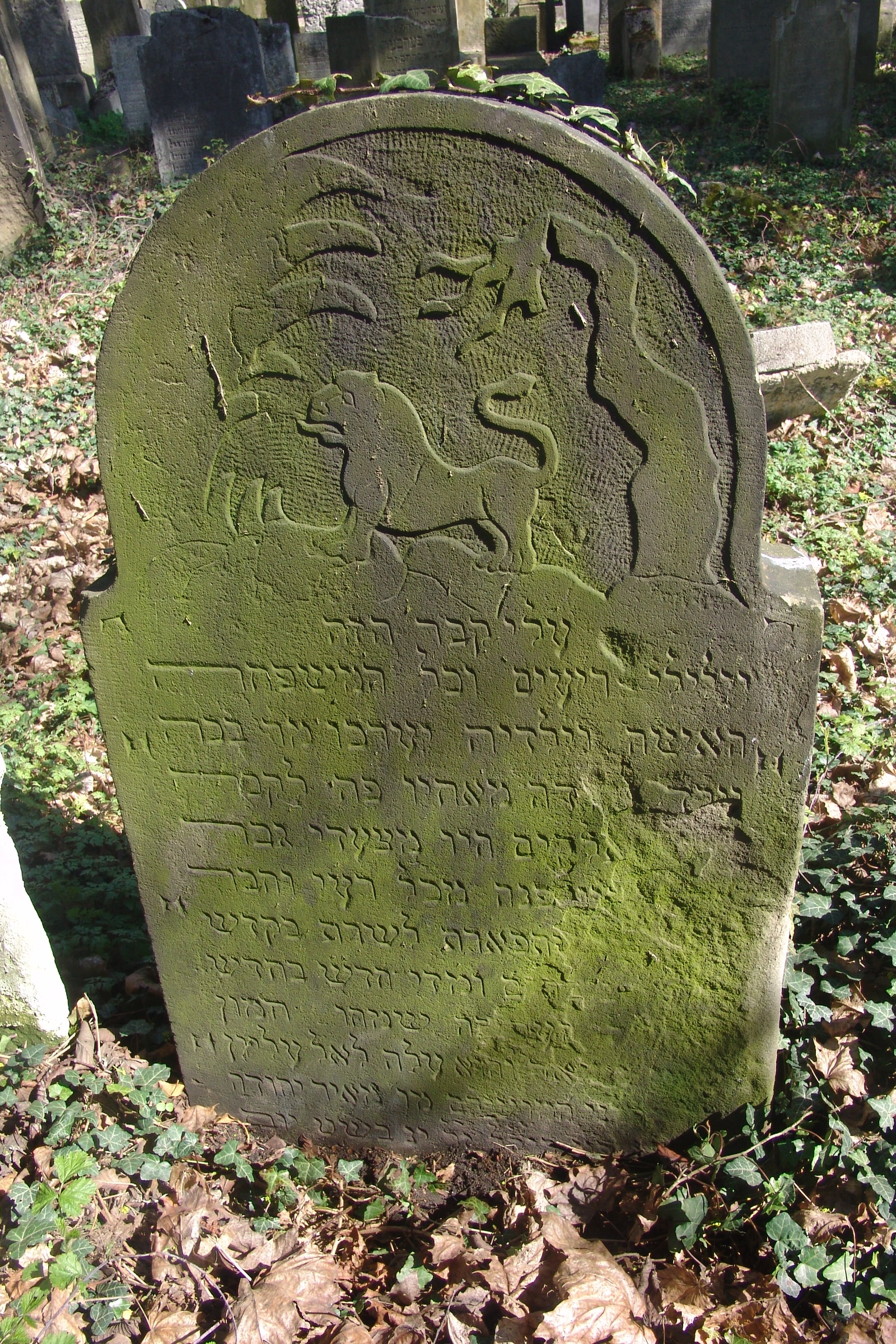 (fot. Leszek Hońdo)