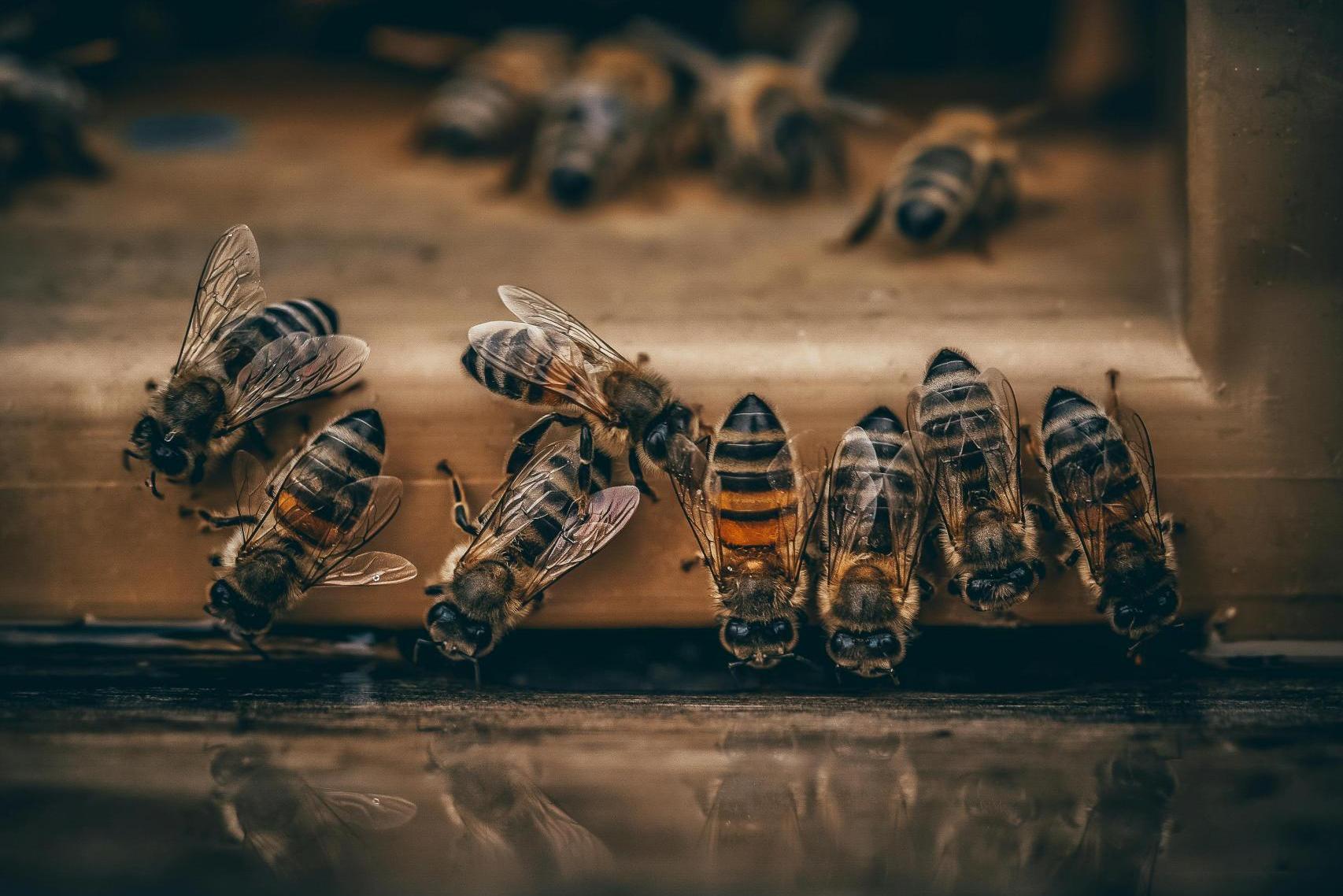 Ministerstwo zlikwiduje pasieki? Spokojnie - to tylko miodny fake news