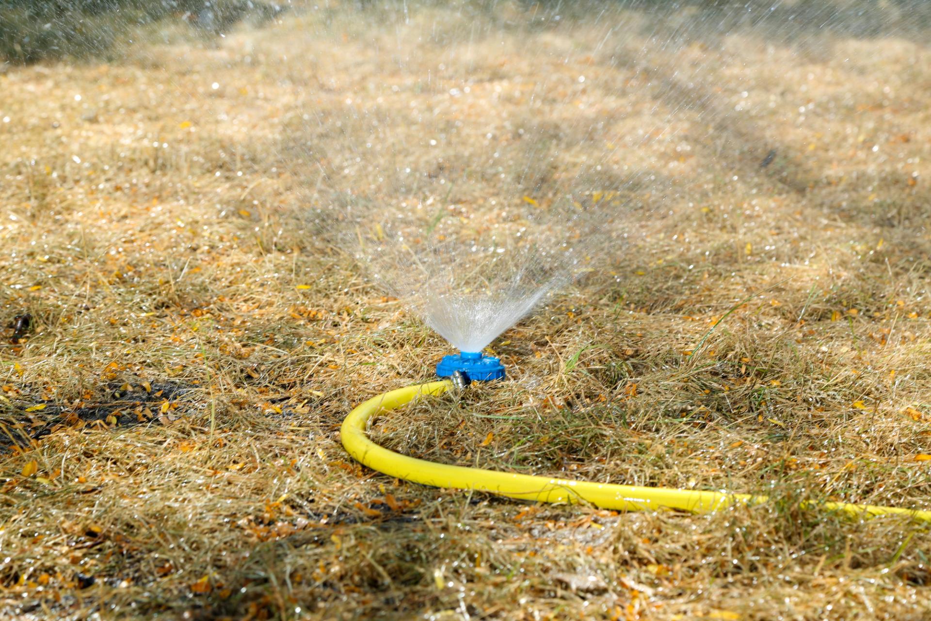 Dlaczego trawnik żółknie mimo podlewania? Problem może leżeć w technice podlewania