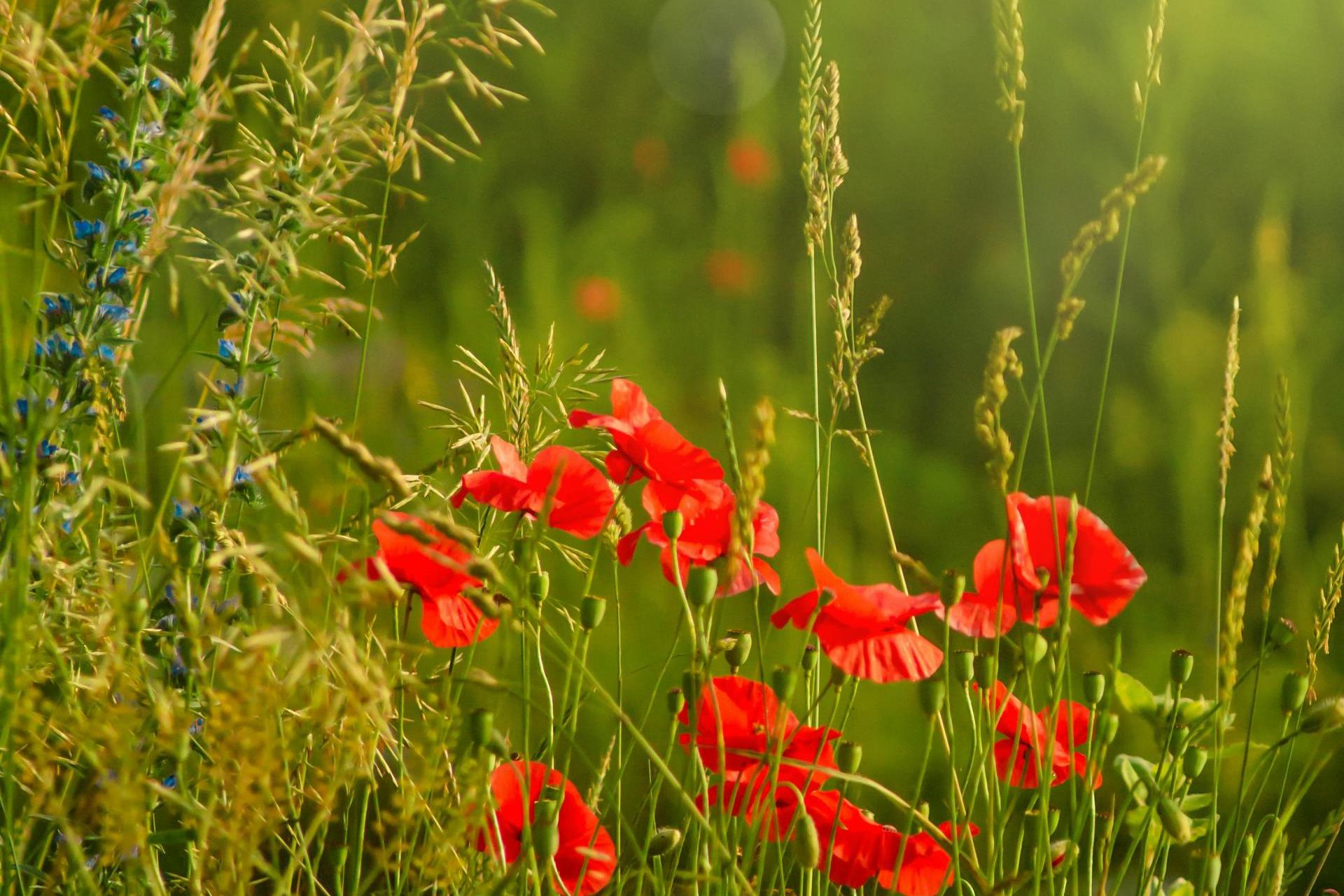Jaka będzie pogoda na majówkę? Mamy bardzo dobre informacje