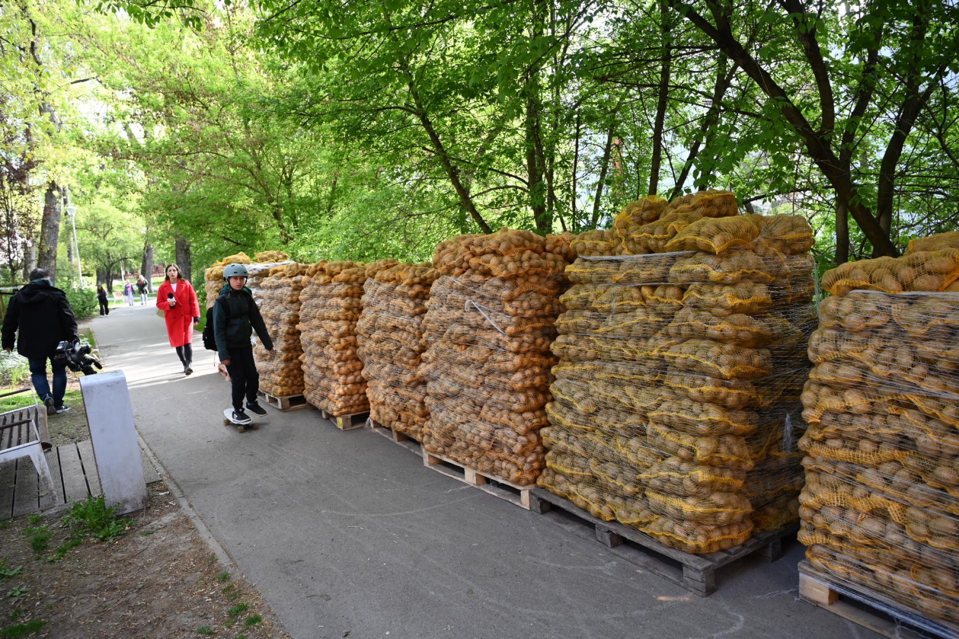 Kraków: ostatni dzień akcji ?Chodźże żywo po warzywo?. Do odbioru 10 ton ziemniaków