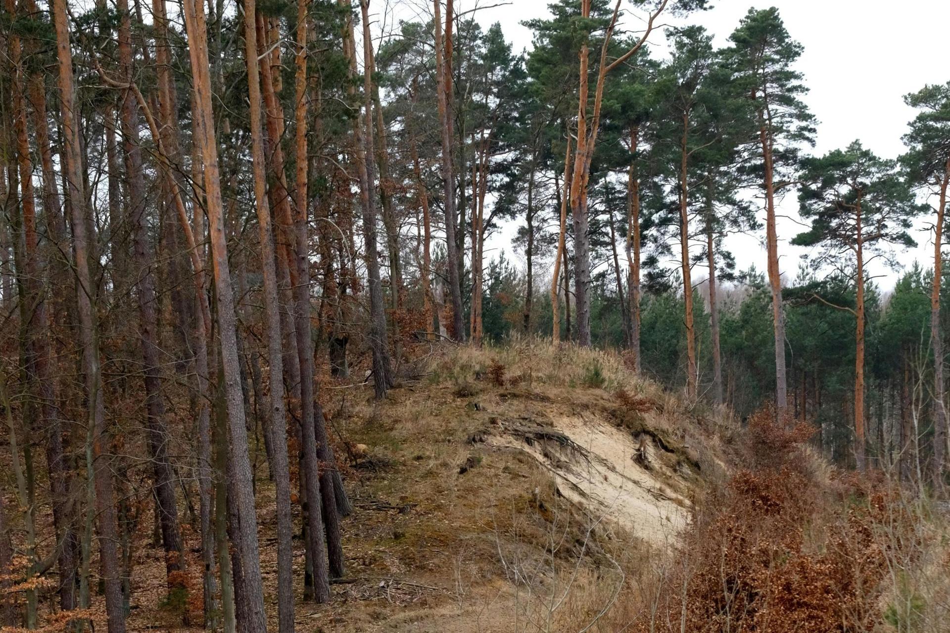 Ekstremalne zagrożenie pożarowe w małopolskich lasach