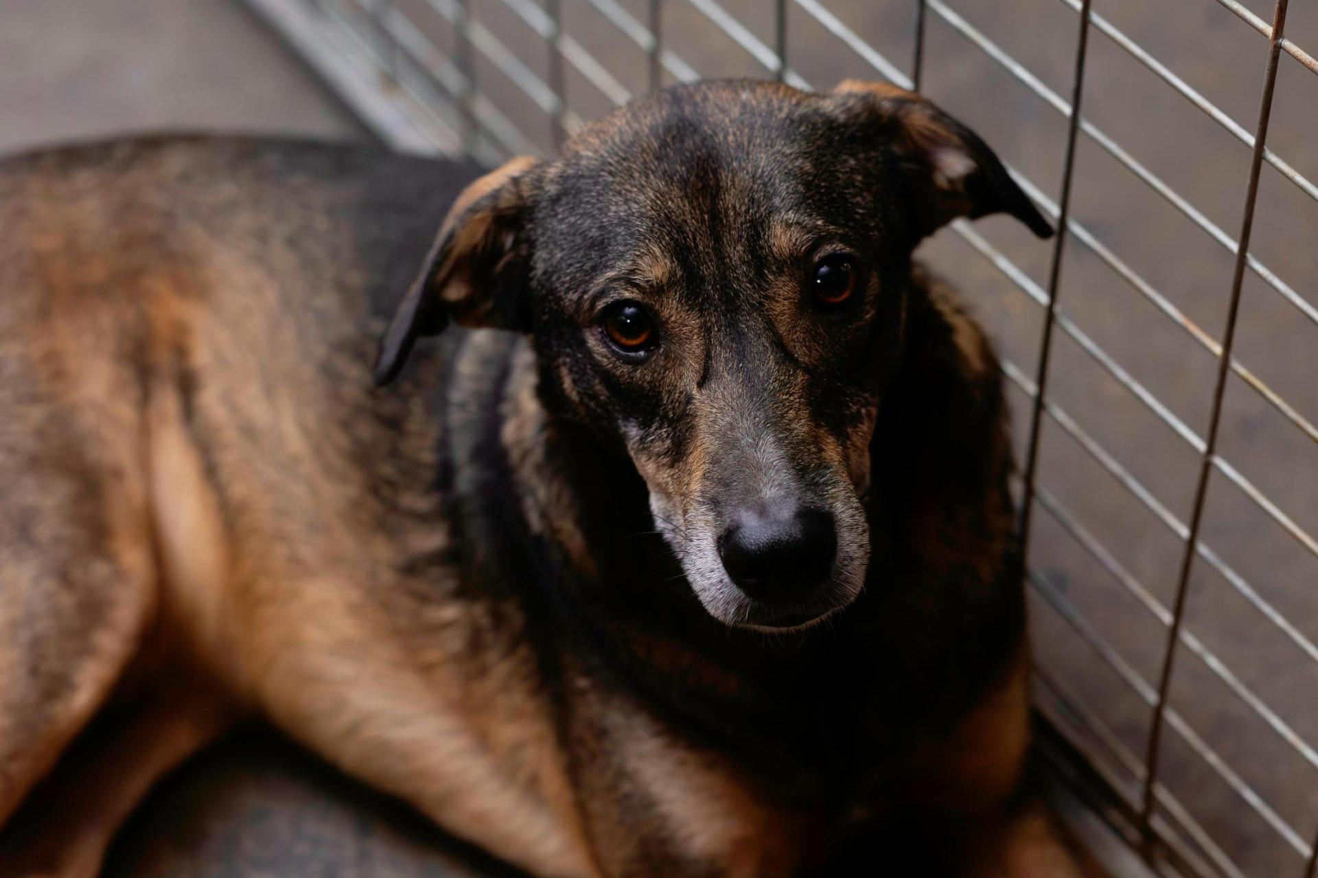 Pomagali bezbronnym, dziś sami proszą o pomoc. Ciężka sytuacja OTOZ Animals w Tarnowie