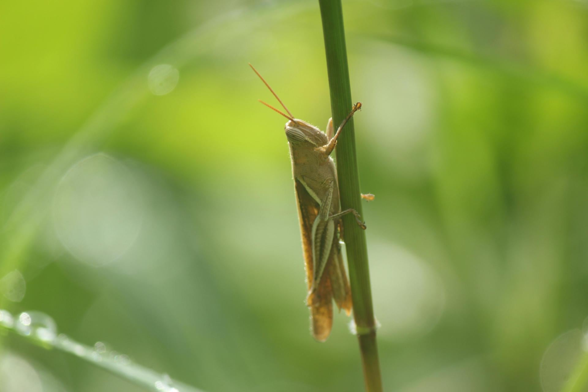 Owady to podstawa diety wielu gatunków zwierząt