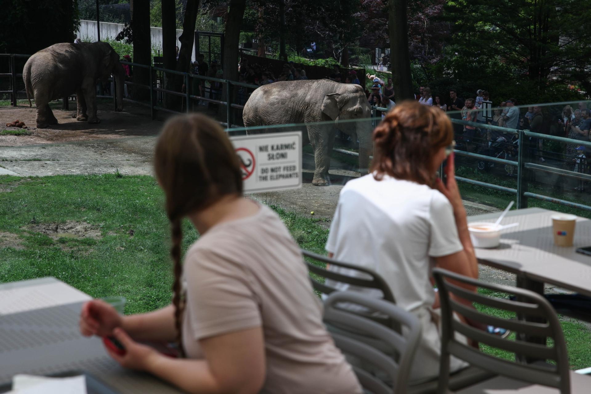 Kawa z widokiem na słonie? W Krakowie się da