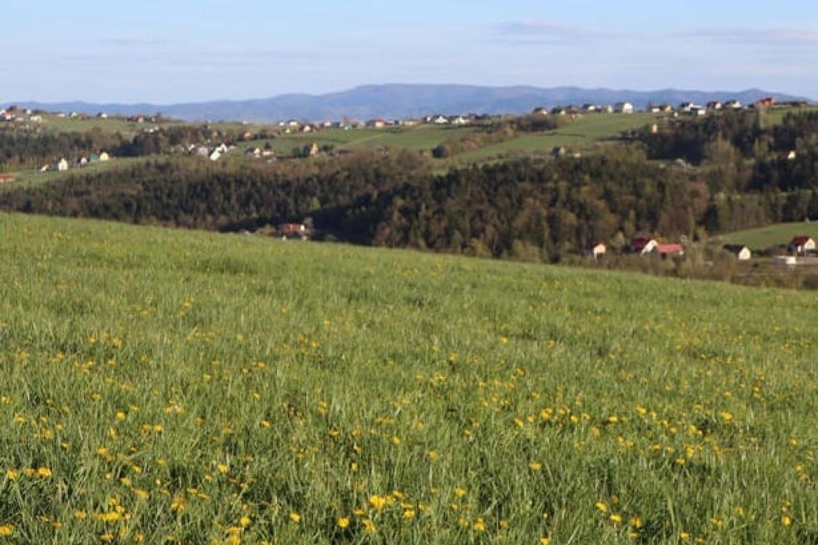 Zamiast paneli fotowoltaicznych ? owce i kozy? Taki pomysł ma wójt gminy Chełmiec