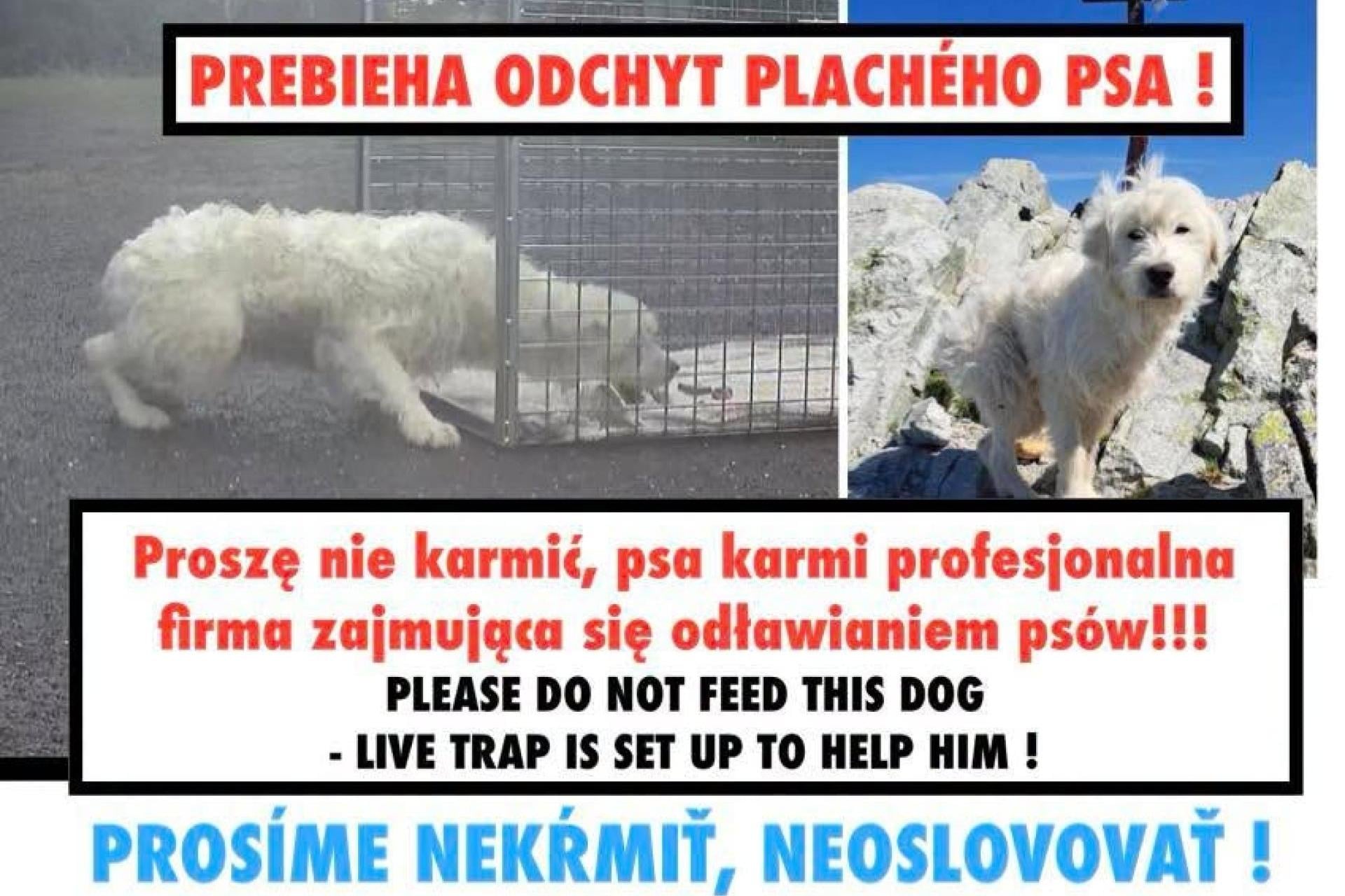 Pies-taternik wciąż nieuchwytny. Od miesiąca przemierza Tatry