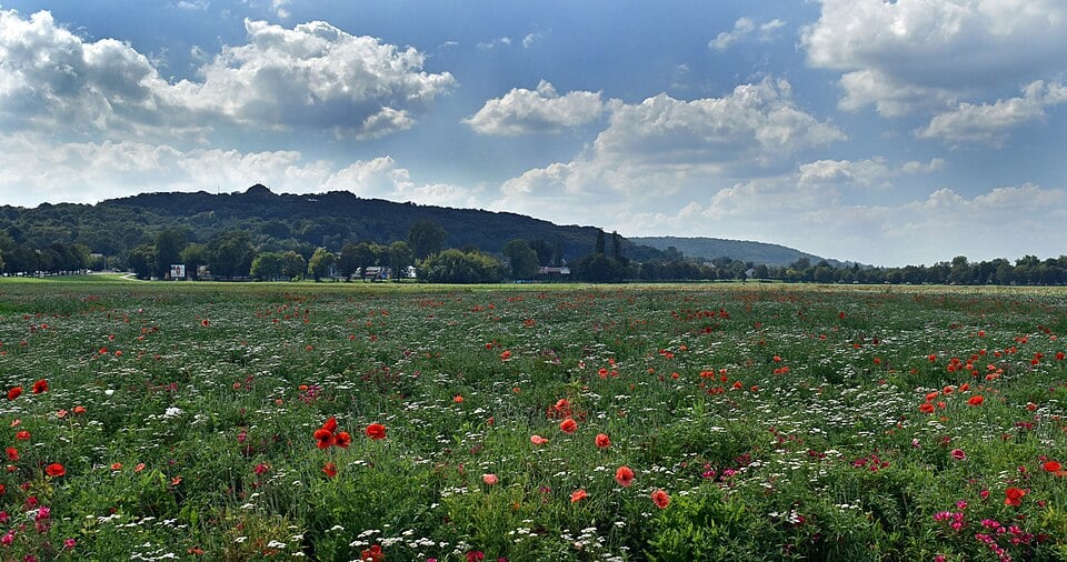 (fot. Zygmunt Put/Wikipedia) 