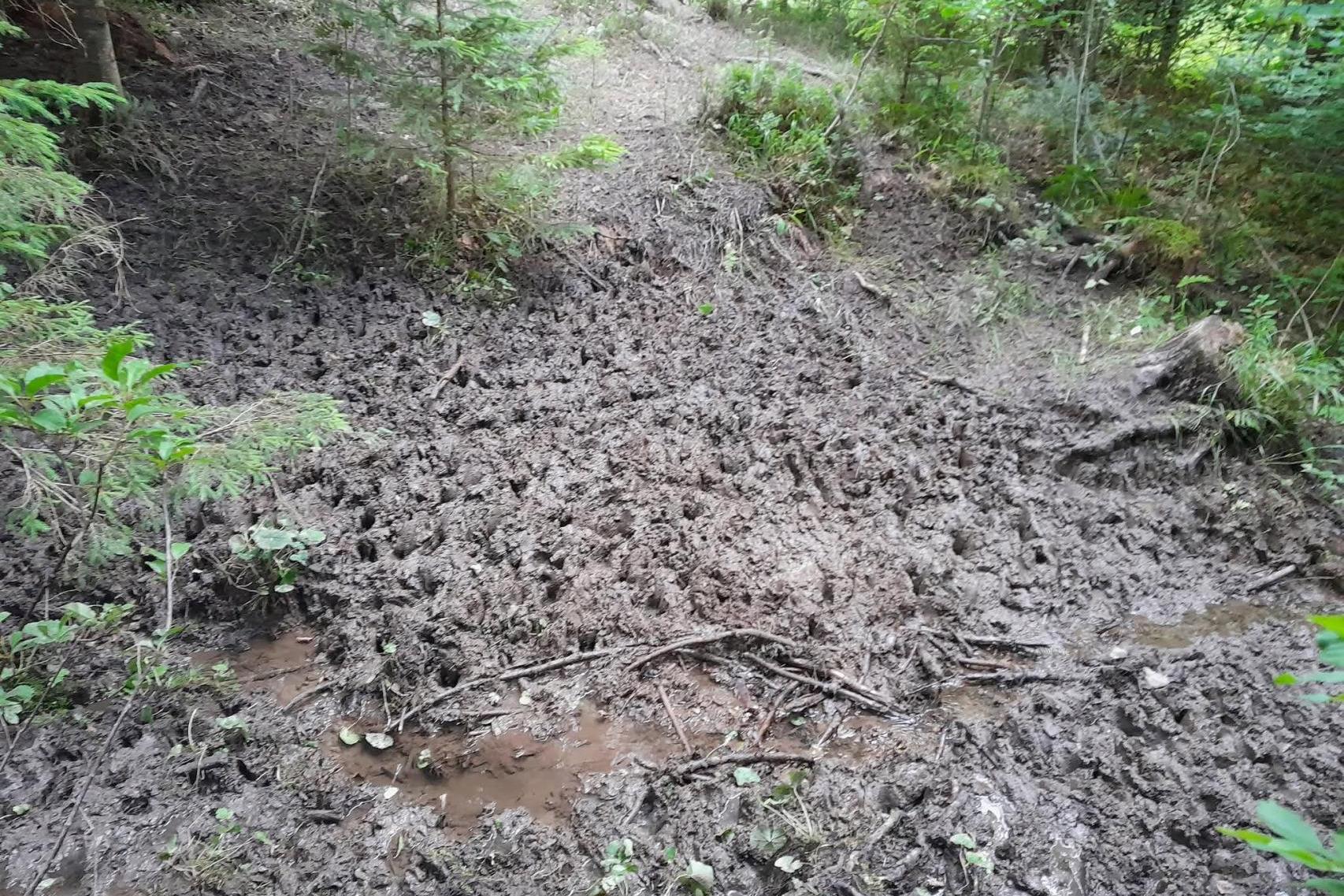 Owce zniszczyły fragment lasu. Baca z Podhala dostał mandat
