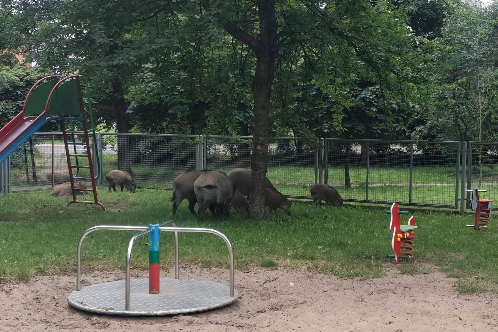 Starosta chrzanowski mówi "dość" i stawia twarde warunki ws. odstrzału dzików