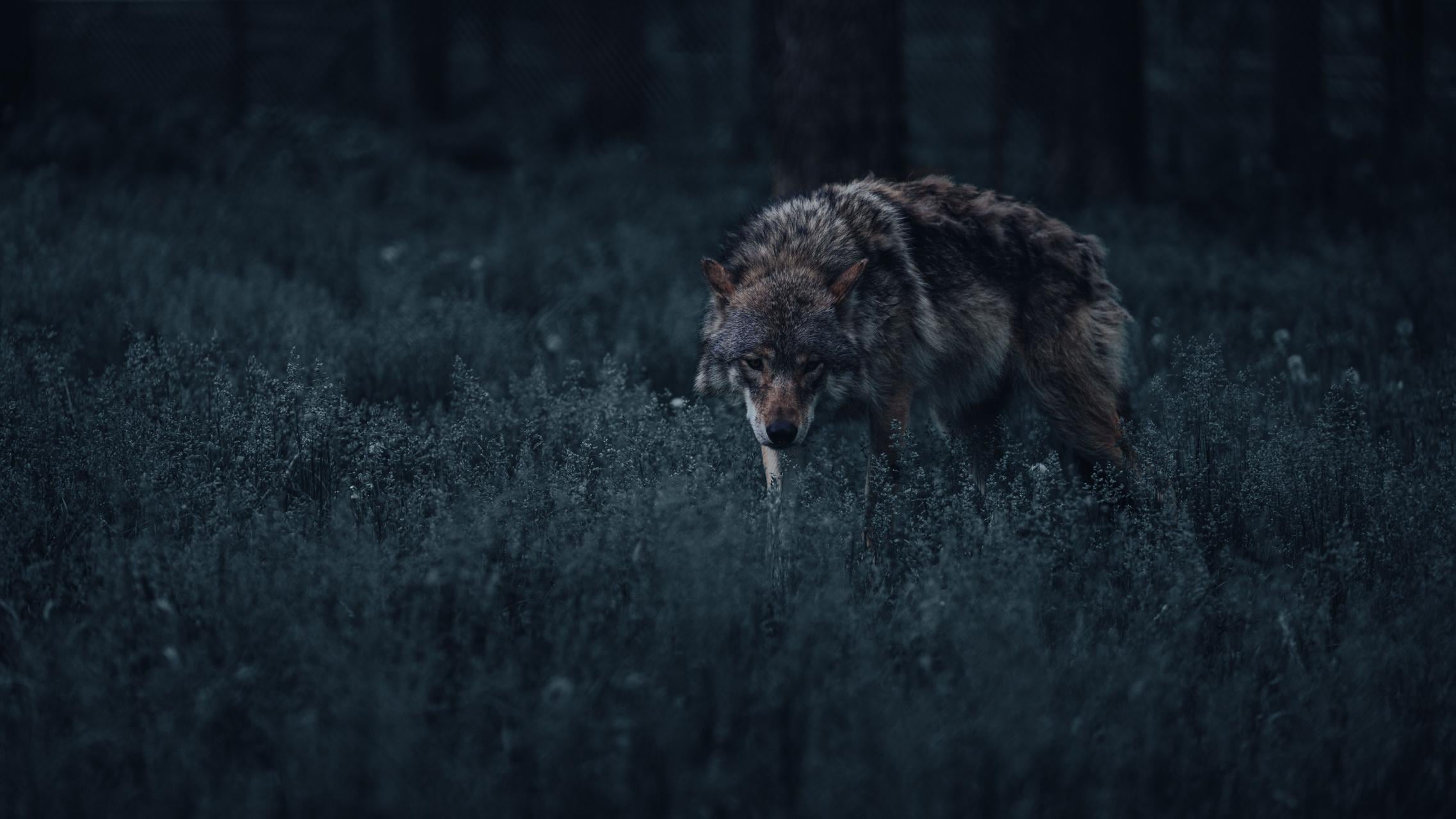 Ile naprawdę jest wilków i niedźwiedzi? Ruszają badania na polsko-słowackim pograniczu