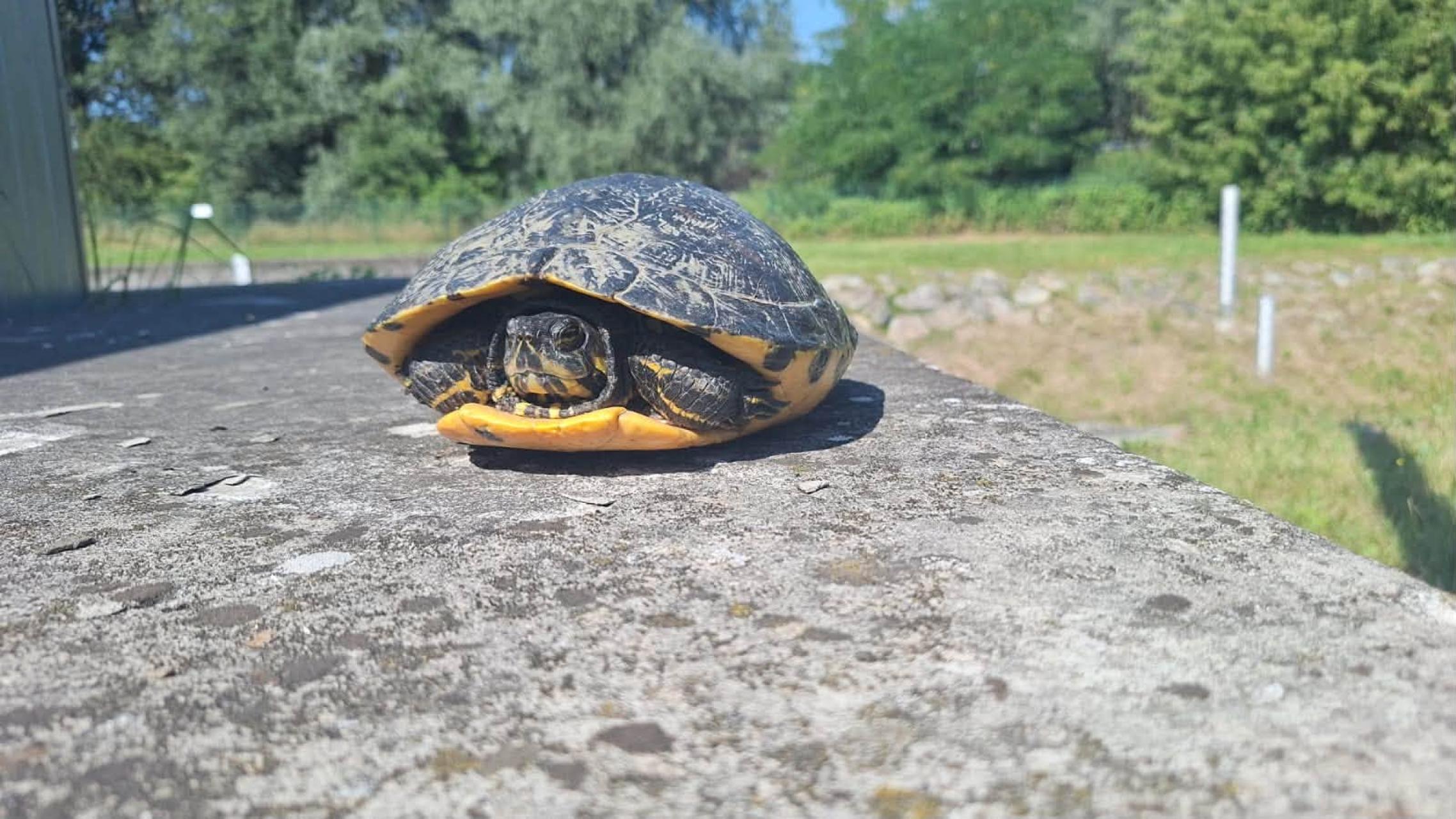 Niecodzienne odkrycie strażaków w Krakowie. Nad Serafą znaleźli żółwia żółtobrzuchego
