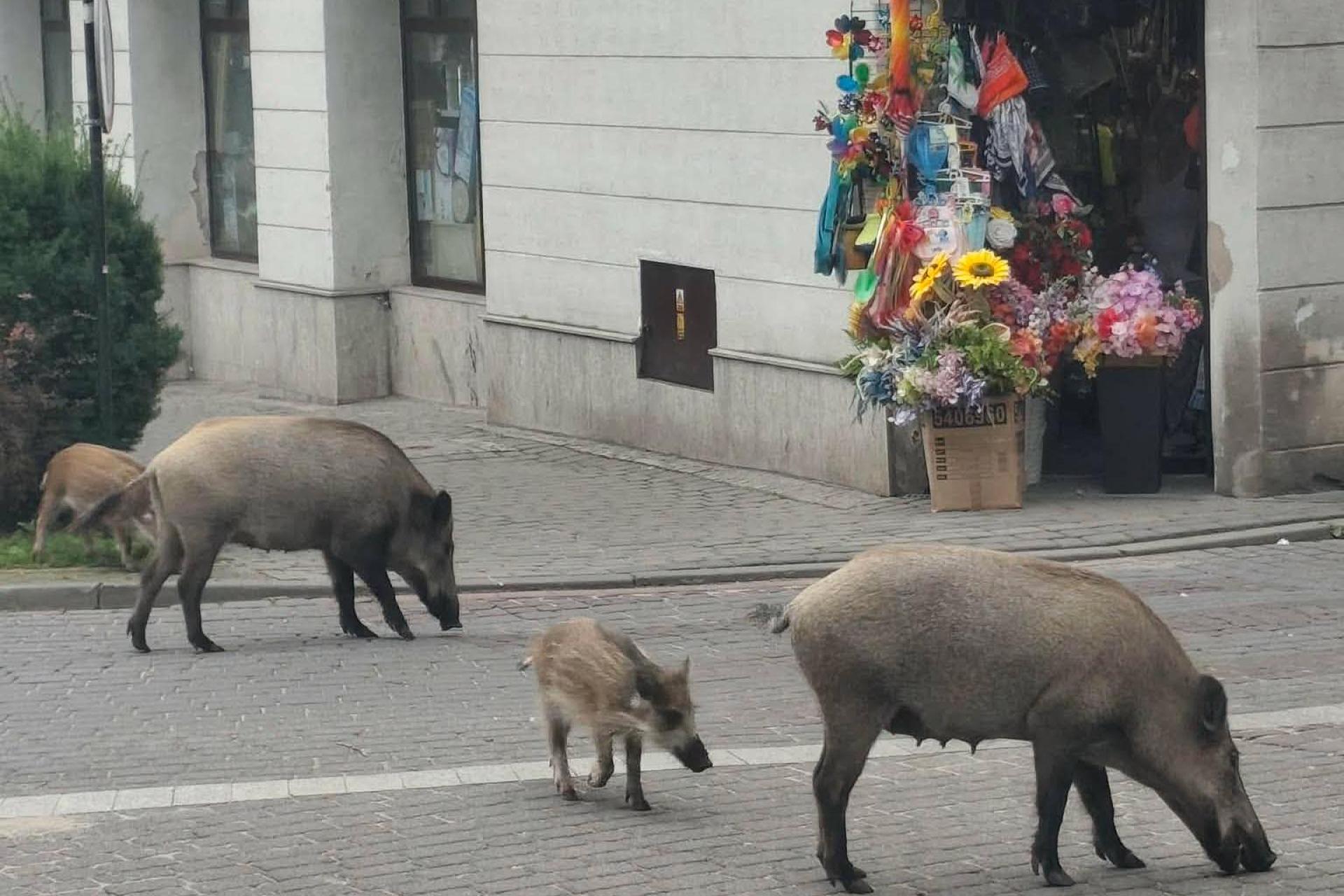 Powiat chrzanowski zapłaci za odstrzał dzików. Na początek 100 zwierząt