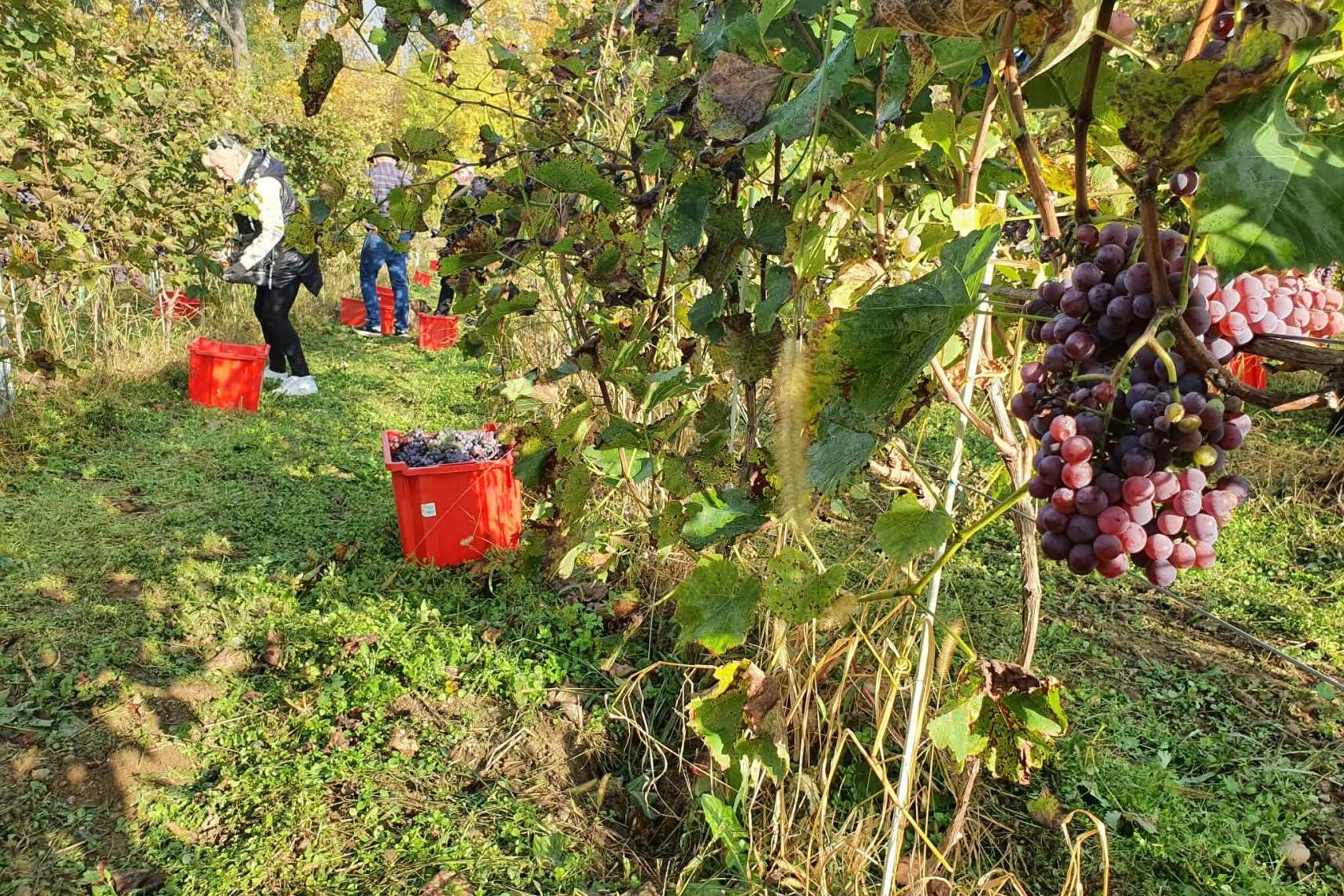 Tarnowianie ruszyli na winobranie. Winnica Sanguszków otwarta dla chętnych
