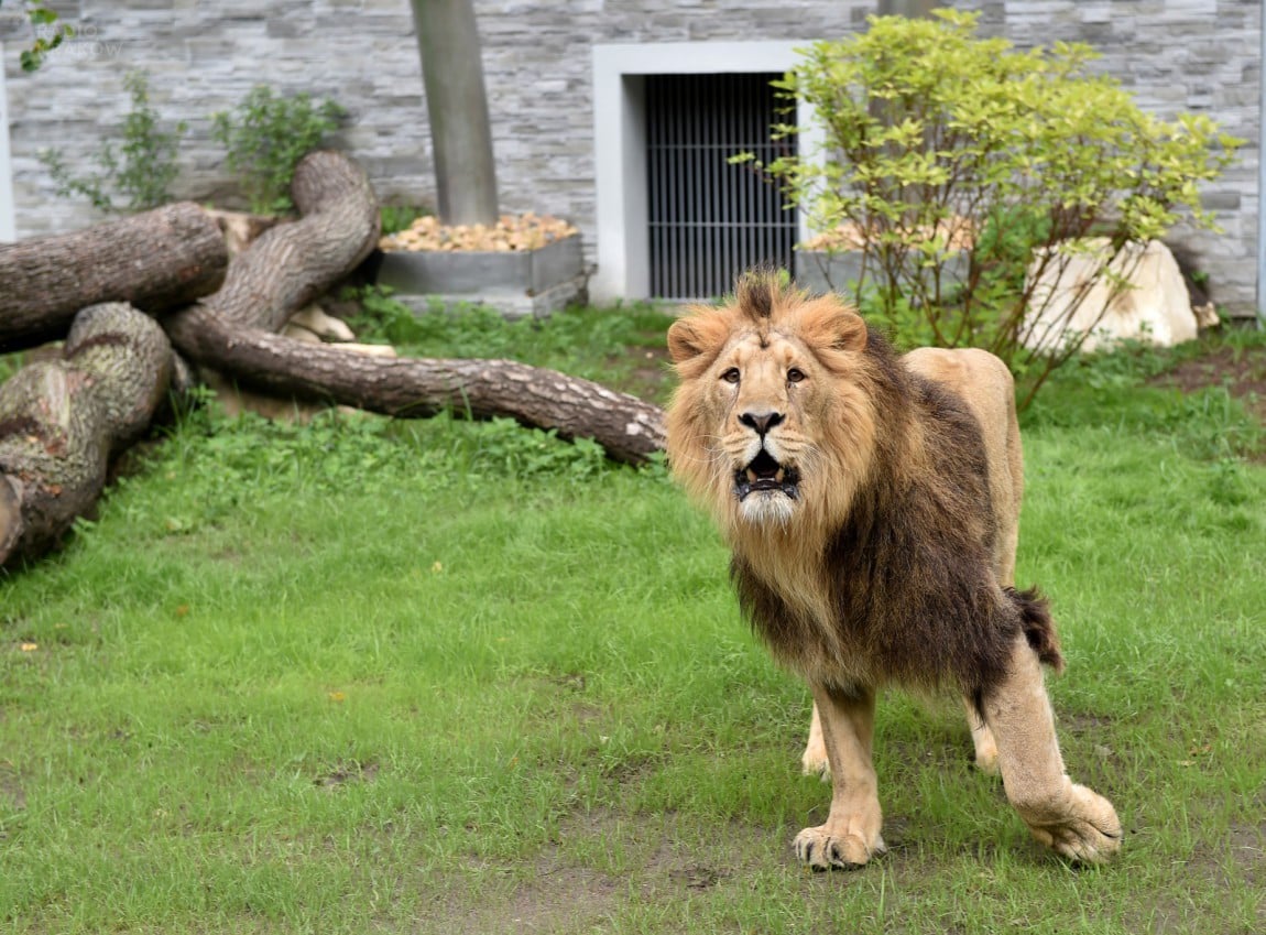 Otwarcie nowych wybiegów dla dzikich kotów ciepłolubnych - jaguarów i