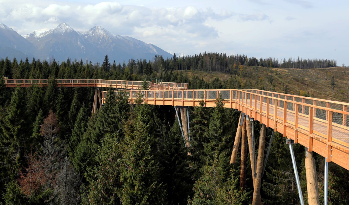 Spacer koronami drzew